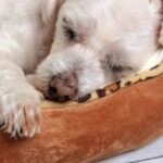 How To Clean A Dog Bed Without A Removable Cover 1