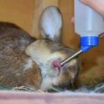 Why Baby Rabbits Drink Cow Milk