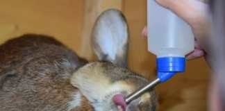 Why Baby Rabbits Drink Cow Milk