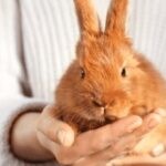 How Much Does It Cost To Spay A Rabbit