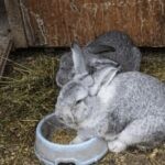 Best Rabbit-Bedding For Odor Control