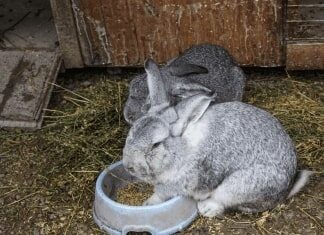 Best Rabbit-Bedding For Odor Control