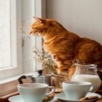 What Is Cat Food Made Of Your Pet