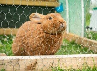 best outdoor rabbit hutches